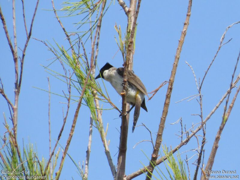 Bulbul cul-d'oradulte, identification, Comportement