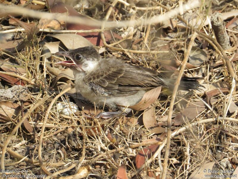 Bulbul cul-d'orjuvénile, identification