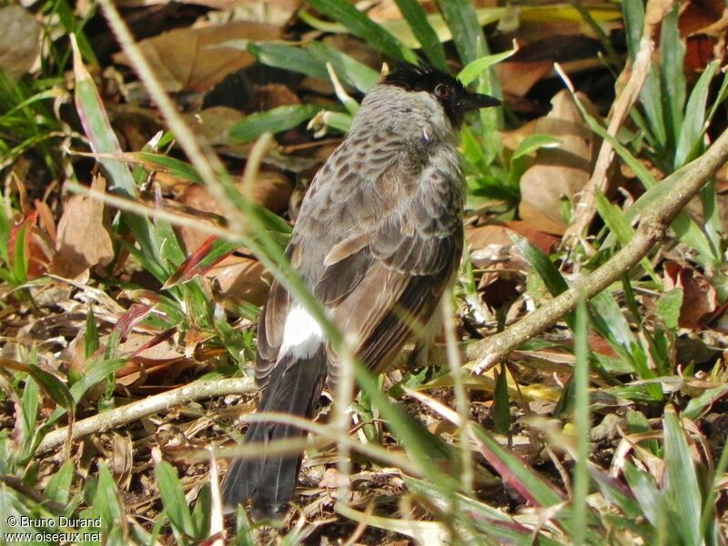 Sooty-headed Bulbuladult, identification