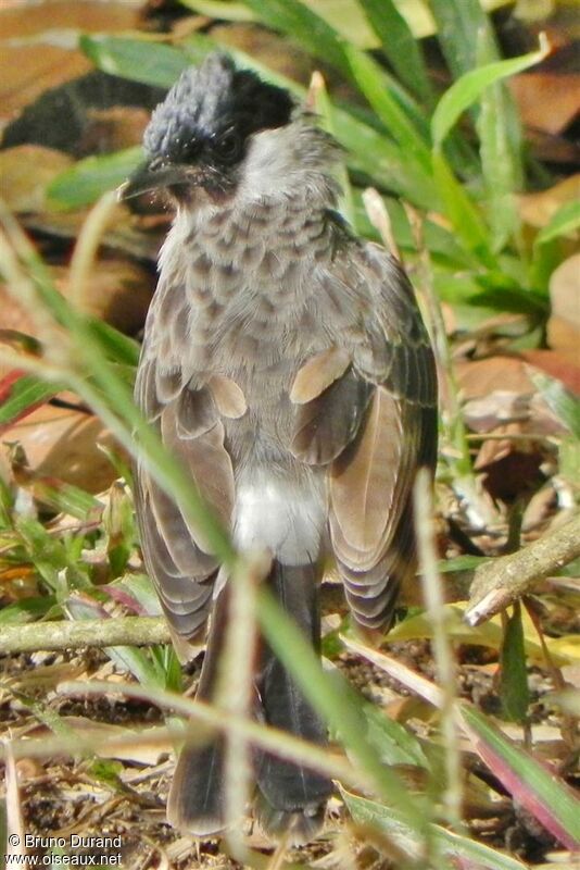 Bulbul cul-d'orjuvénile, identification