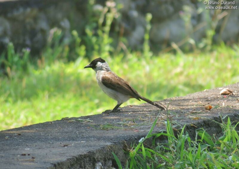 Bulbul cul-d'or, identification, Comportement