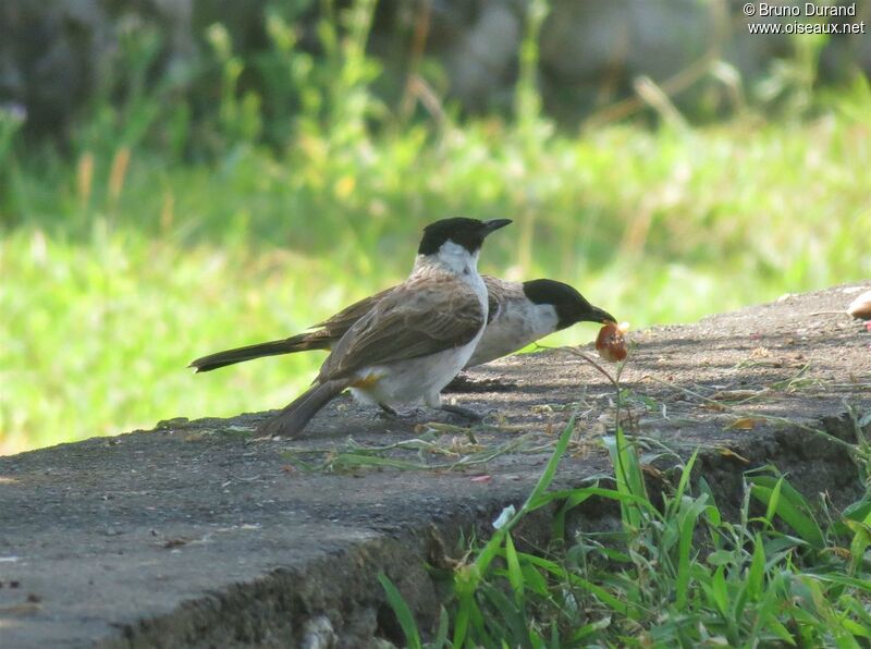 Bulbul cul-d'oradulte, identification, régime, Comportement