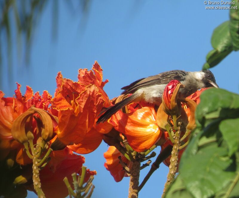 Bulbul cul-d'or, identification, régime, Comportement