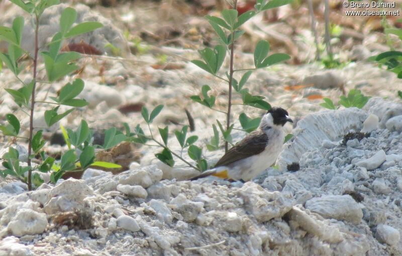 Bulbul cul-d'or, identification, Comportement