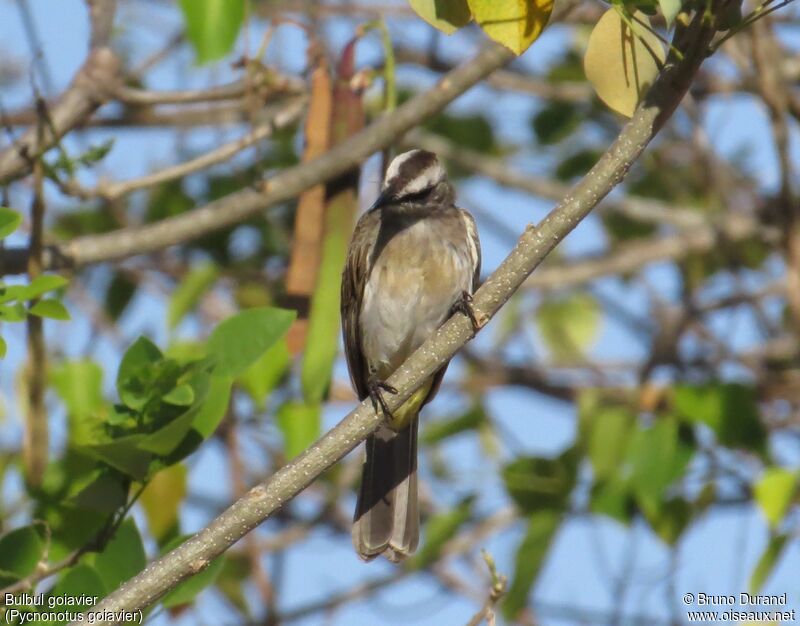 Bulbul goiavieradulte, identification