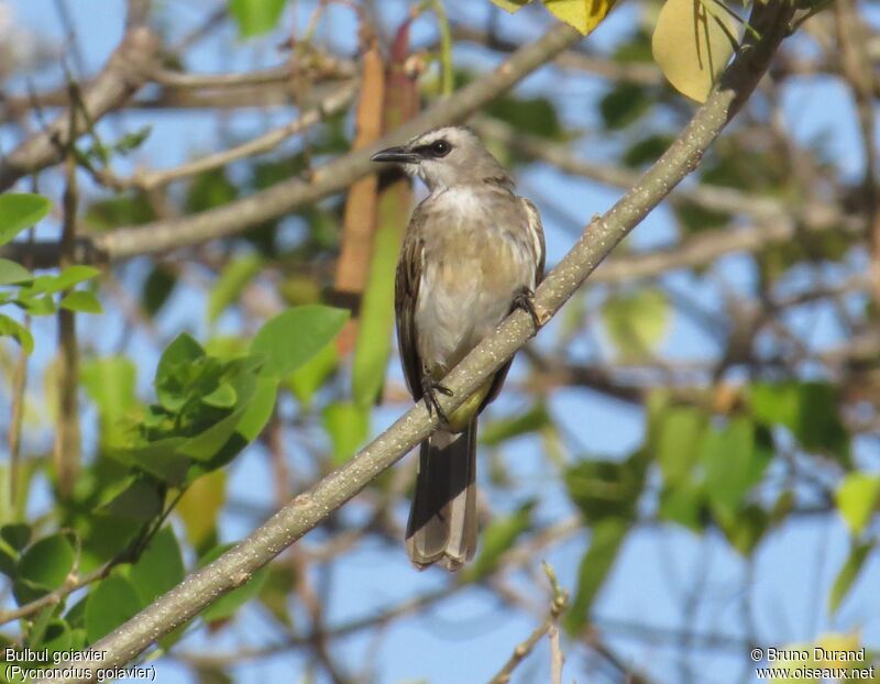 Bulbul goiavieradulte, identification