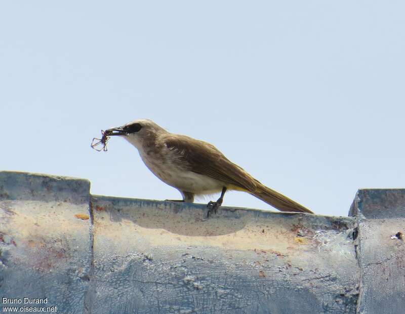 Yellow-vented Bulbul, feeding habits