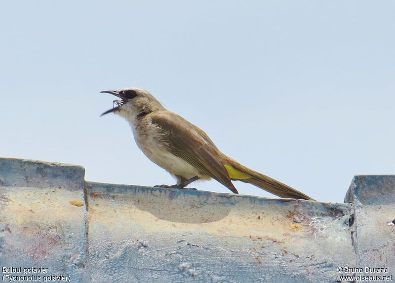 Bulbul goiavieradulte, identification, régime