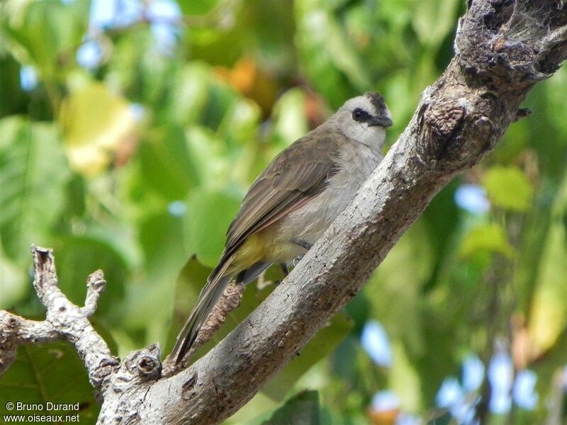 Yellow-vented Bulbuladult