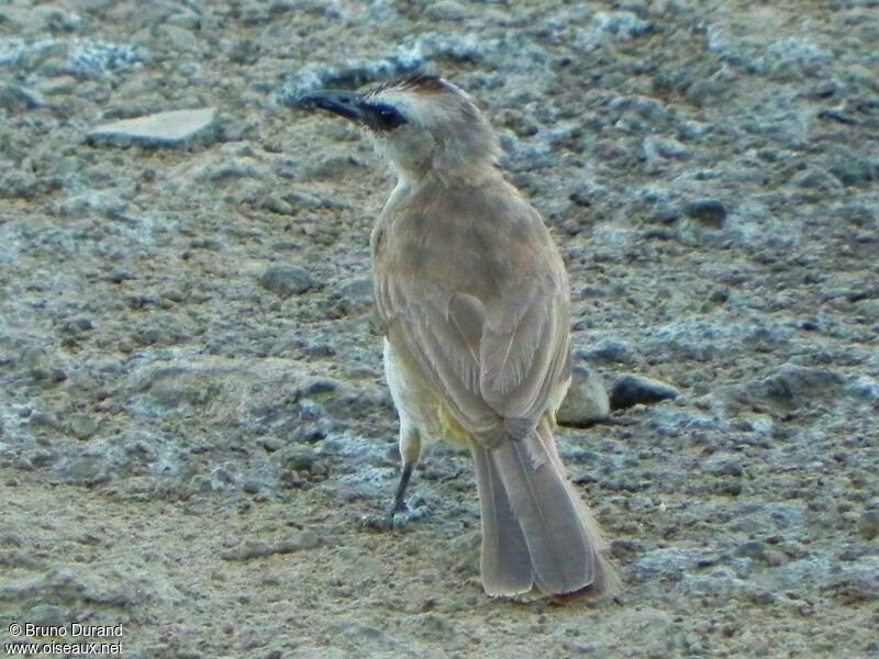 Bulbul goiavieradulte, identification, Comportement