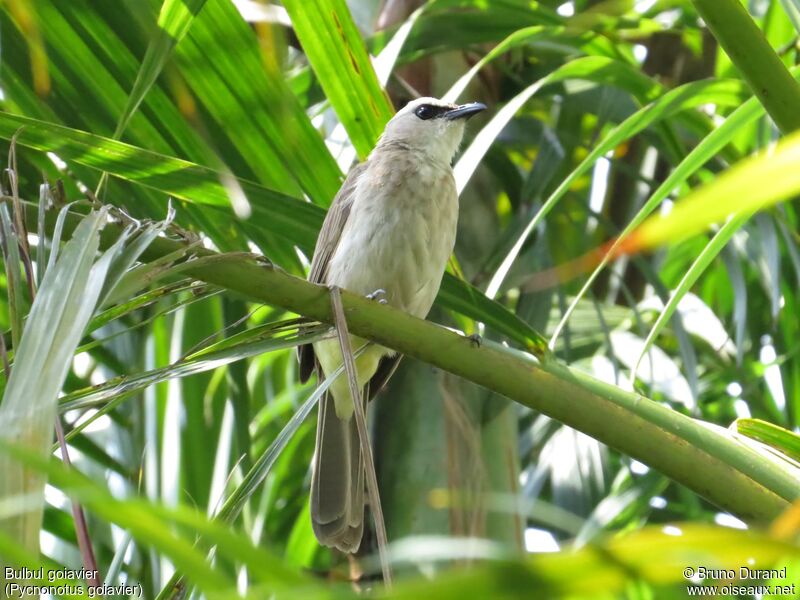 Bulbul goiavieradulte, identification, Comportement