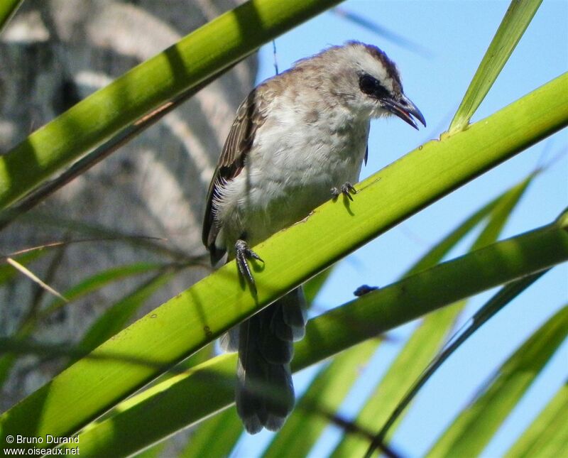 Bulbul goiavier, identification, Comportement