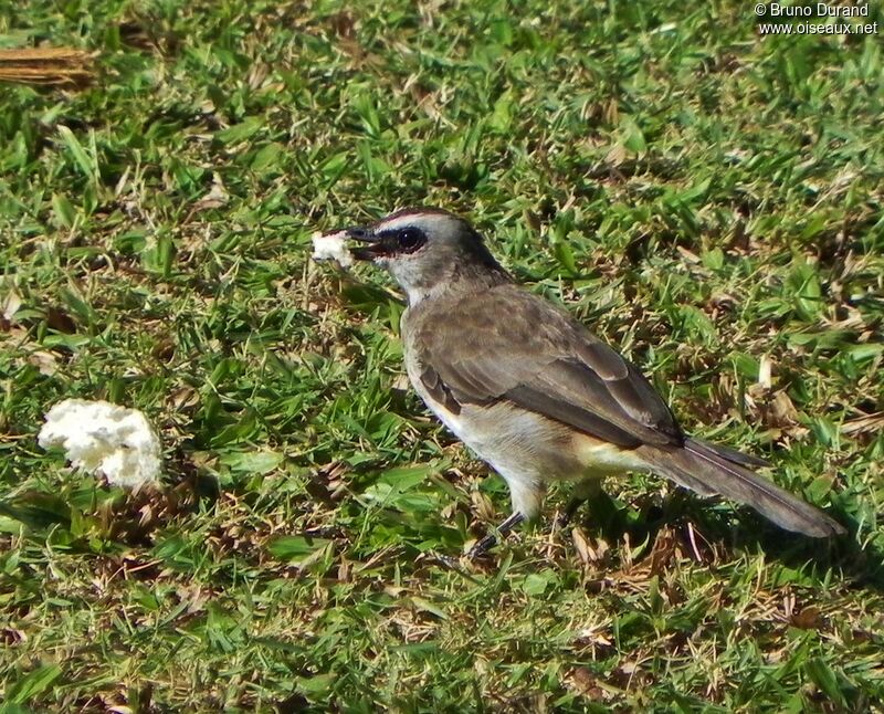 Yellow-vented Bulbuladult, identification, feeding habits, Behaviour