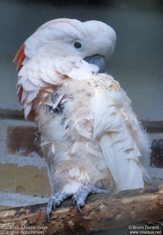 Salmon-crested Cockatoo