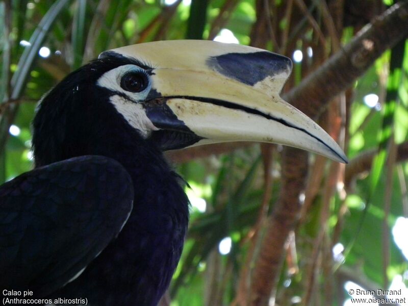 Oriental Pied Hornbill male adult, identification