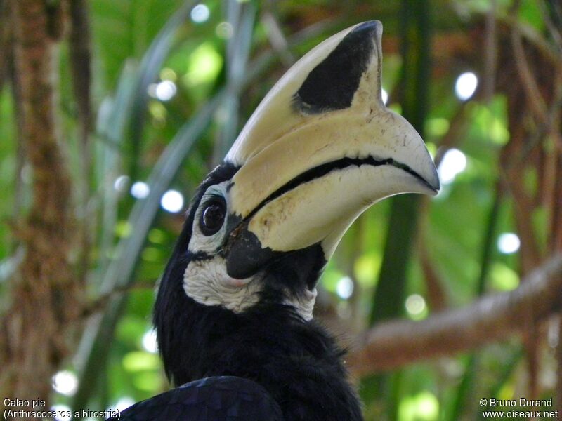 Oriental Pied Hornbill male adult, identification