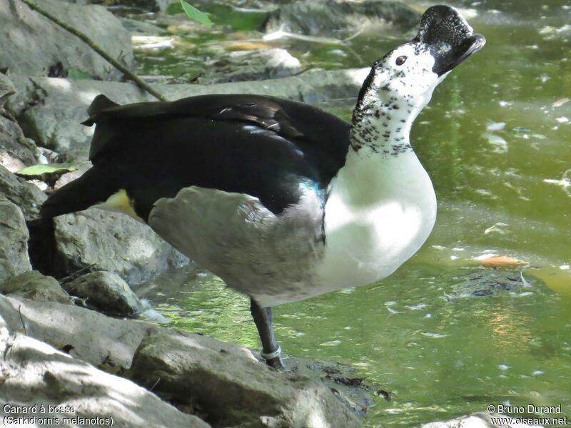 Canard à bosse mâle, identification, Comportement