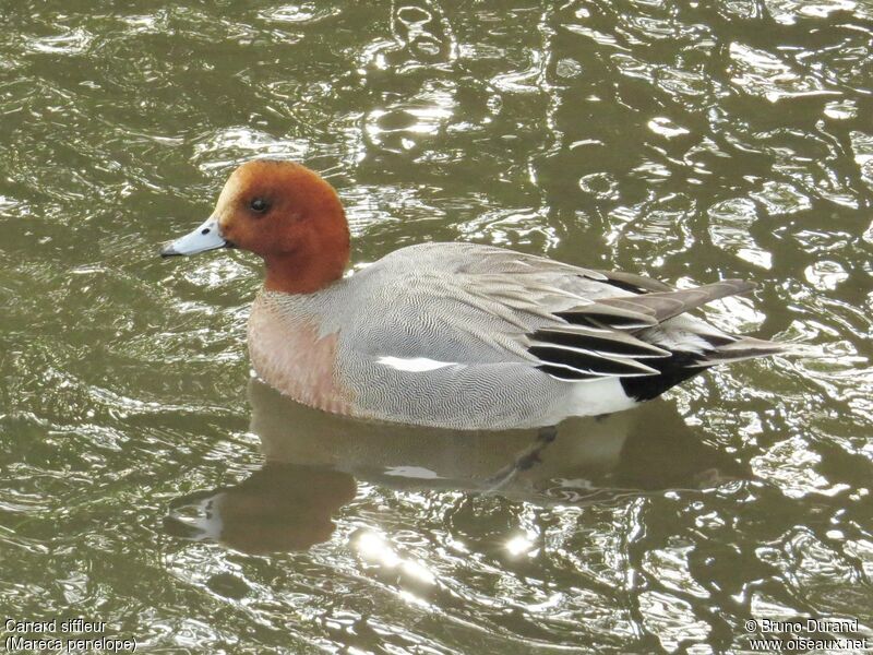 Eurasian Wigeon male, identification