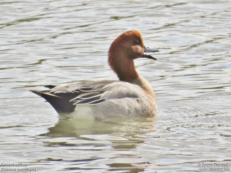 Eurasian Wigeon male, identification, Behaviour