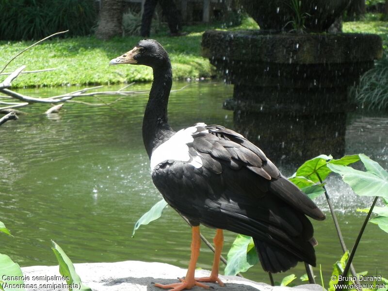 Magpie Gooseadult, identification