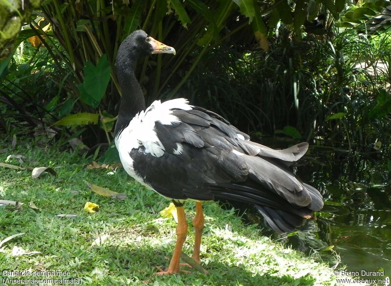 Magpie Gooseadult, identification