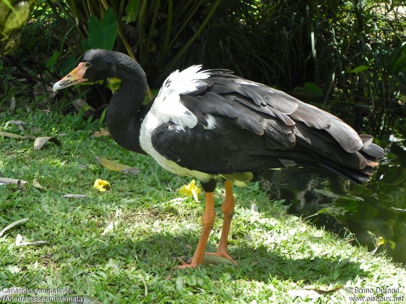 Canaroie semipalméeadulte, identification