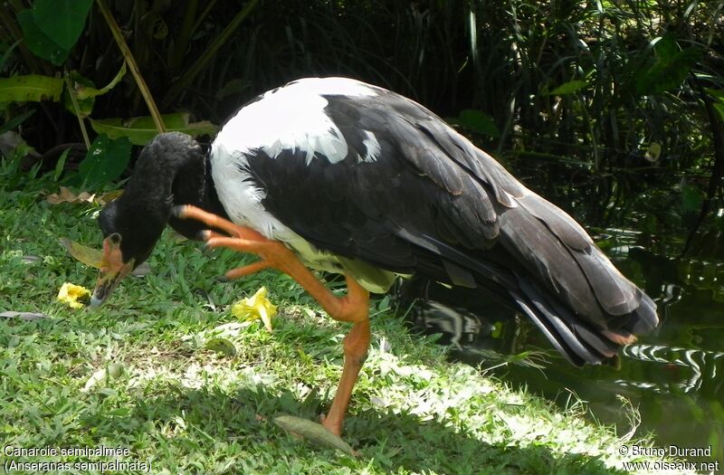 Magpie Gooseadult, identification, Behaviour