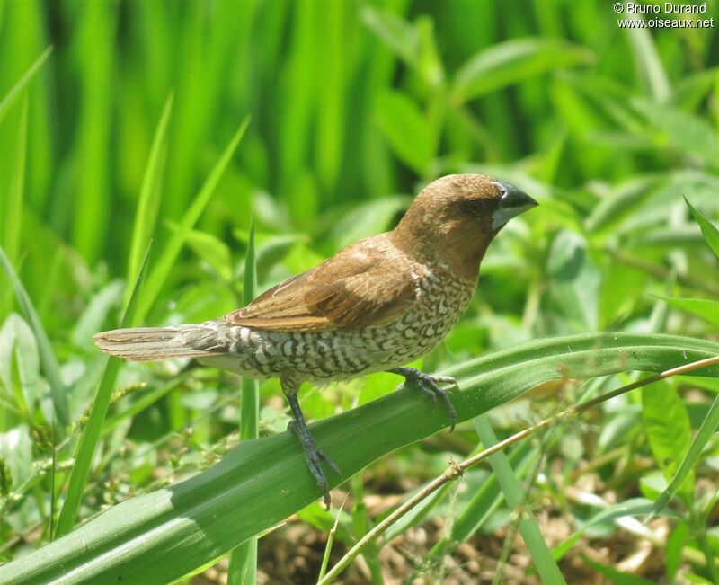 Capucin damieradulte, identification, Comportement