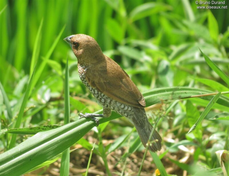 Capucin damieradulte, identification, Comportement