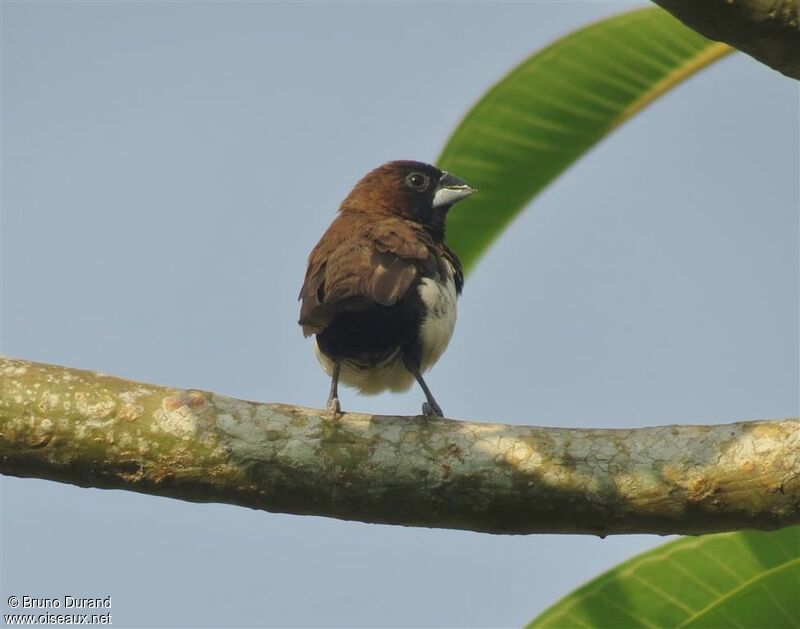 Capucin javanaisadulte, identification, Comportement