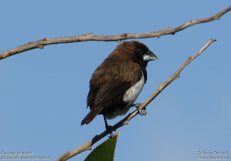 Capucin javanaisadulte, identification