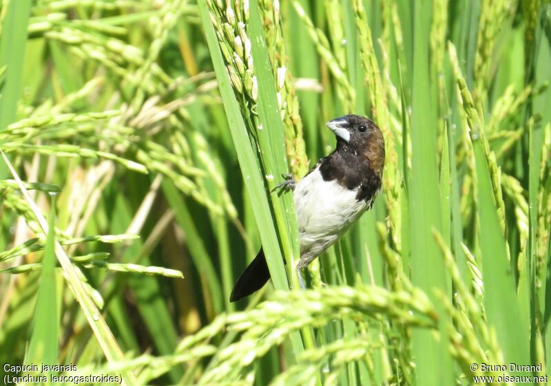 Capucin javanais, identification, régime