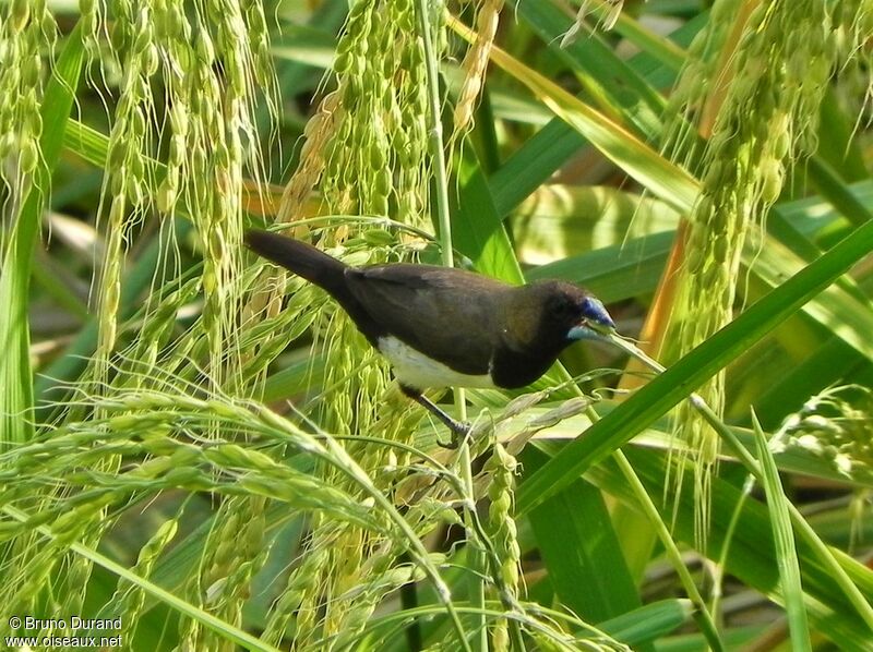 Javan Muniaadult, feeding habits, Behaviour