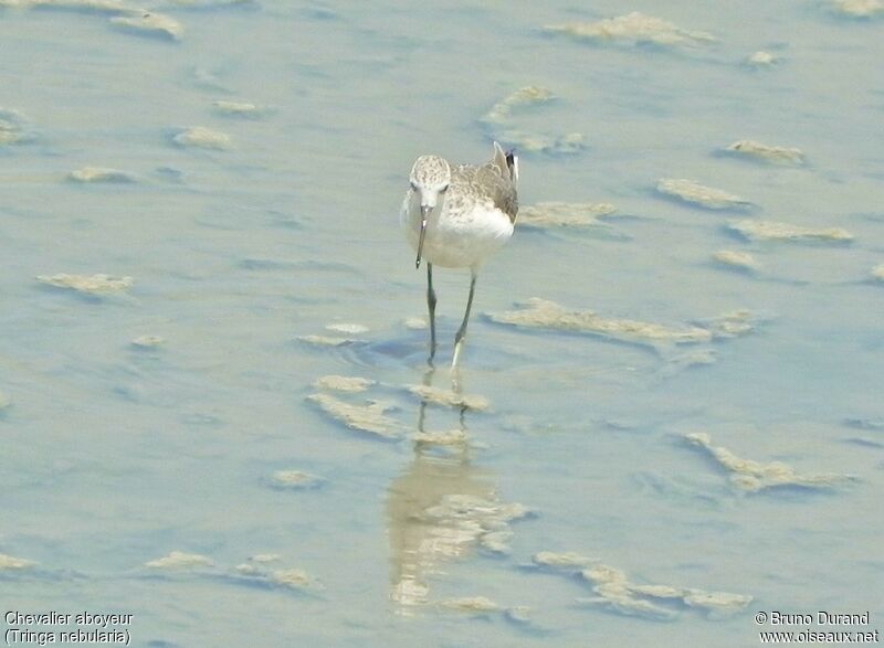 Common Greenshankadult, identification