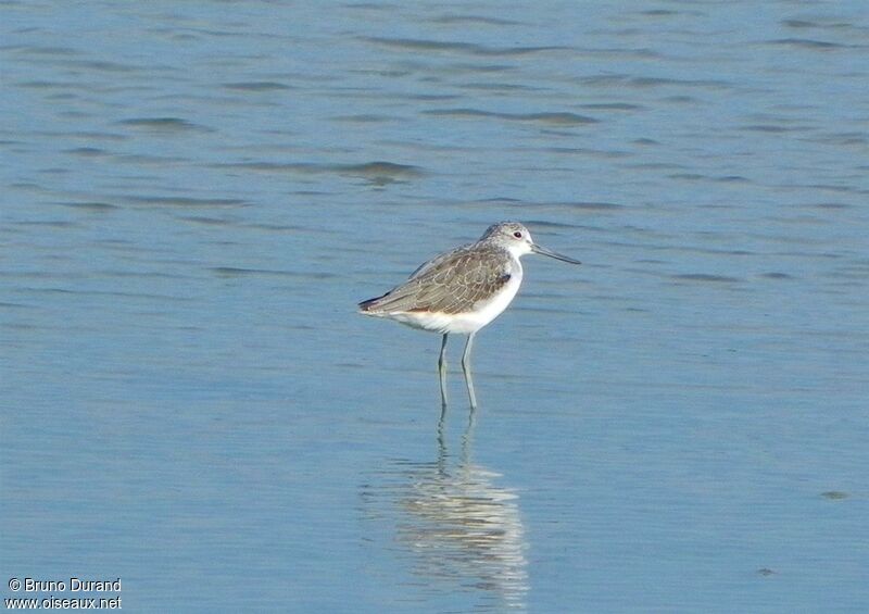 Common Greenshankadult, identification