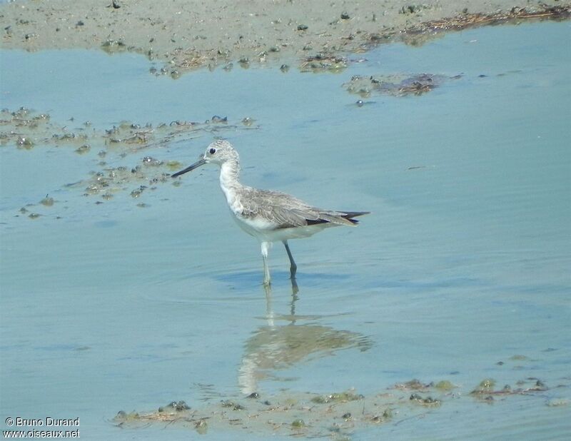 Common Greenshank, identification