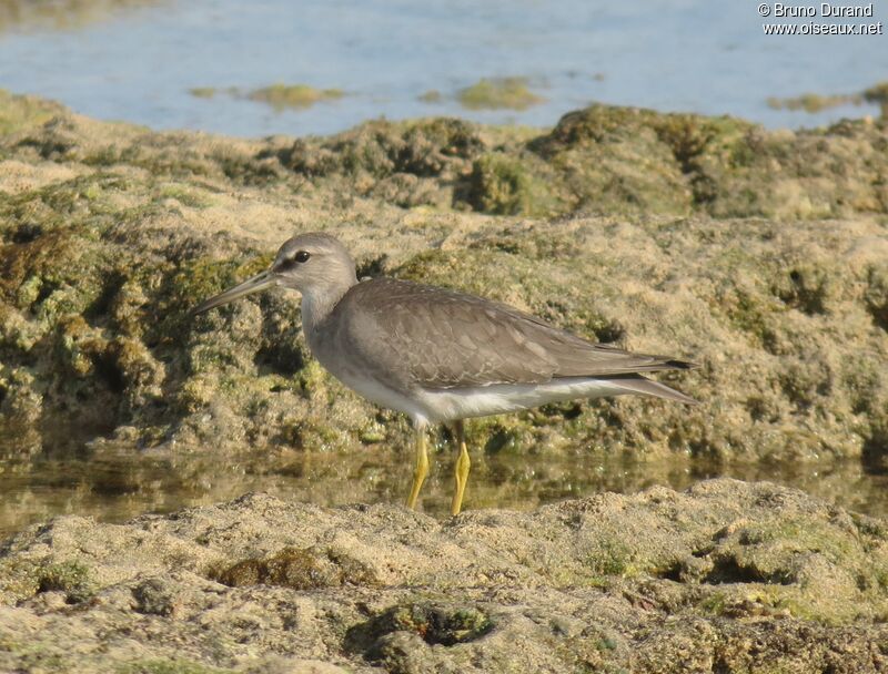 Chevalier de Sibérie, identification