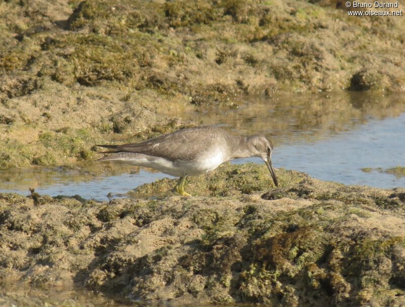 Grey-tailed Tattler, identification, Behaviour