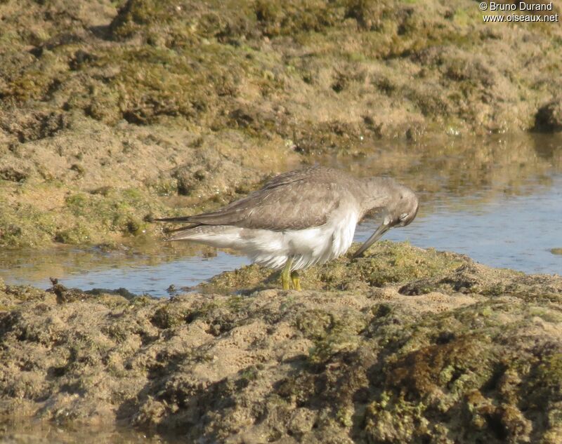 Grey-tailed Tattleradult, identification, Behaviour