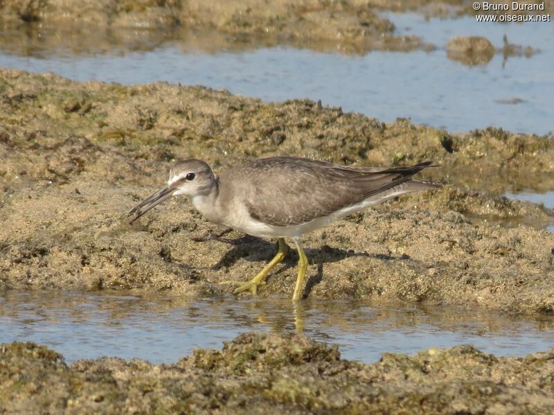 Grey-tailed Tattler, identification, feeding habits, Behaviour