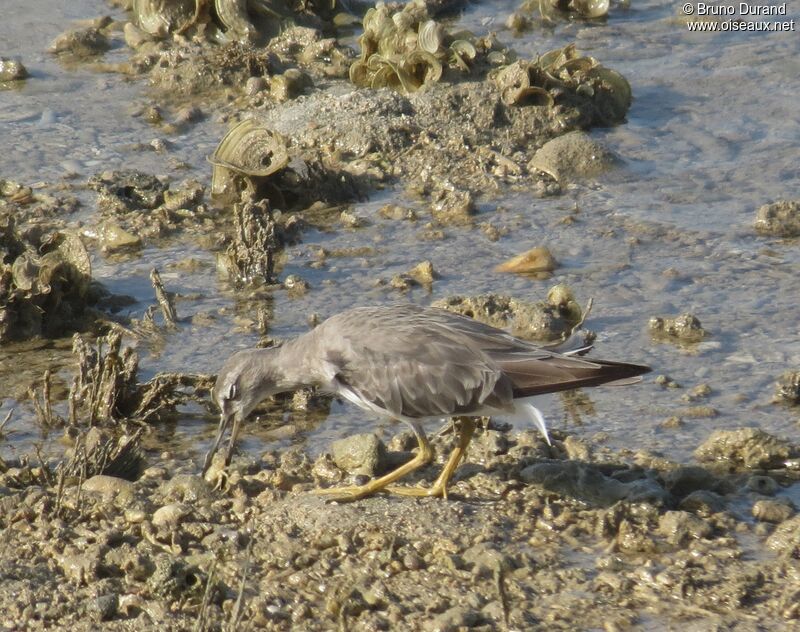 Grey-tailed Tattleradult, identification, feeding habits, Behaviour