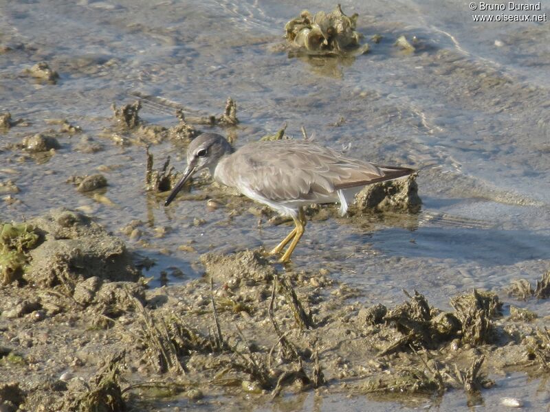 Grey-tailed Tattleradult, identification, Behaviour