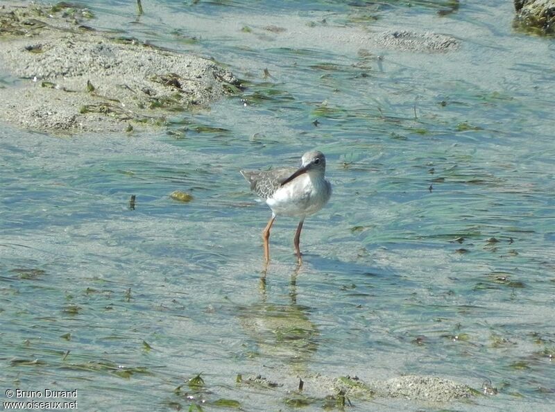 Common Redshank, identification