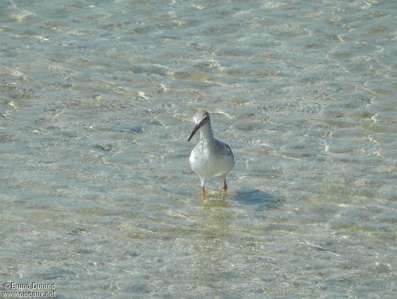 Common Redshankadult post breeding, identification