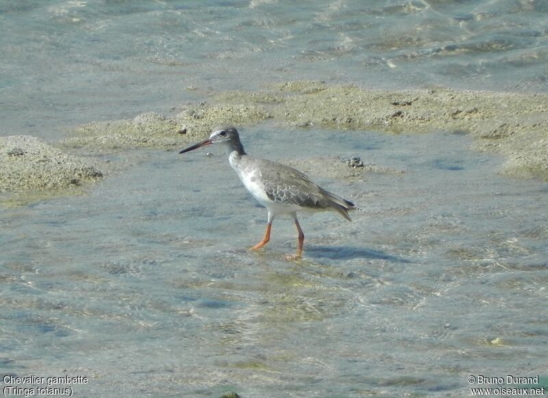 Chevalier gambette, identification