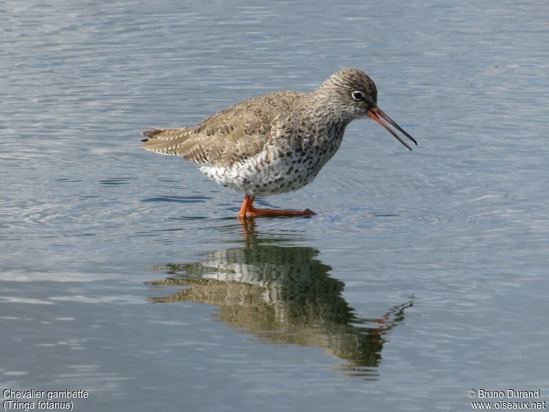 Common Redshankadult, identification, Behaviour