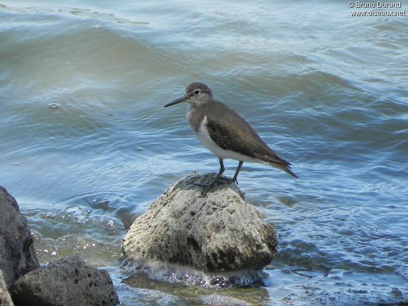 Common Sandpiperadult, identification, Behaviour