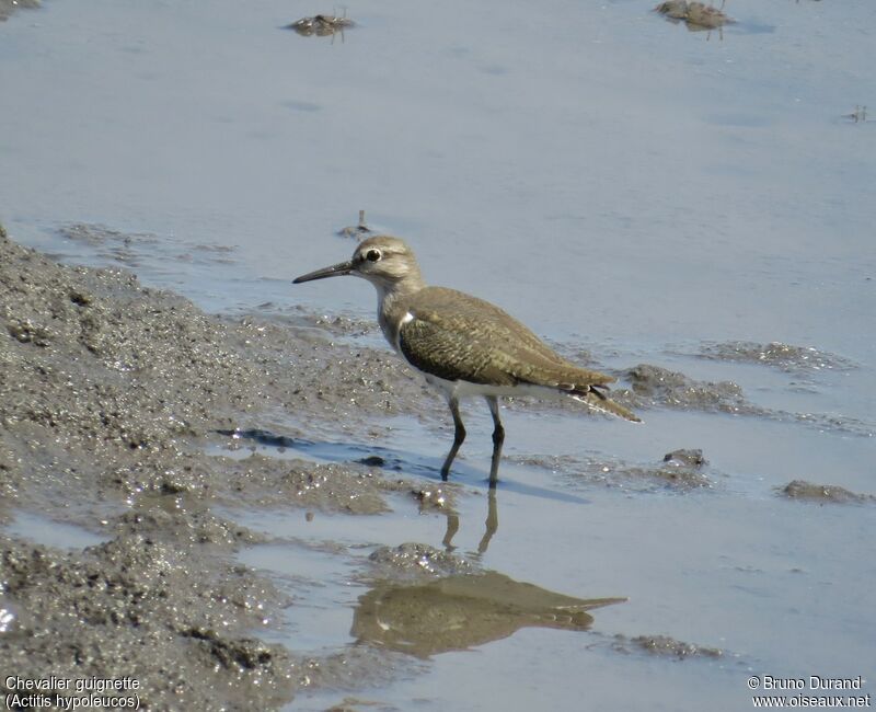 Common Sandpiperadult, identification