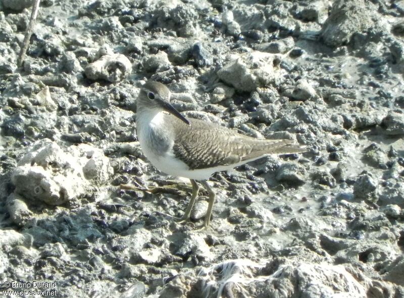 Common Sandpiperadult, identification