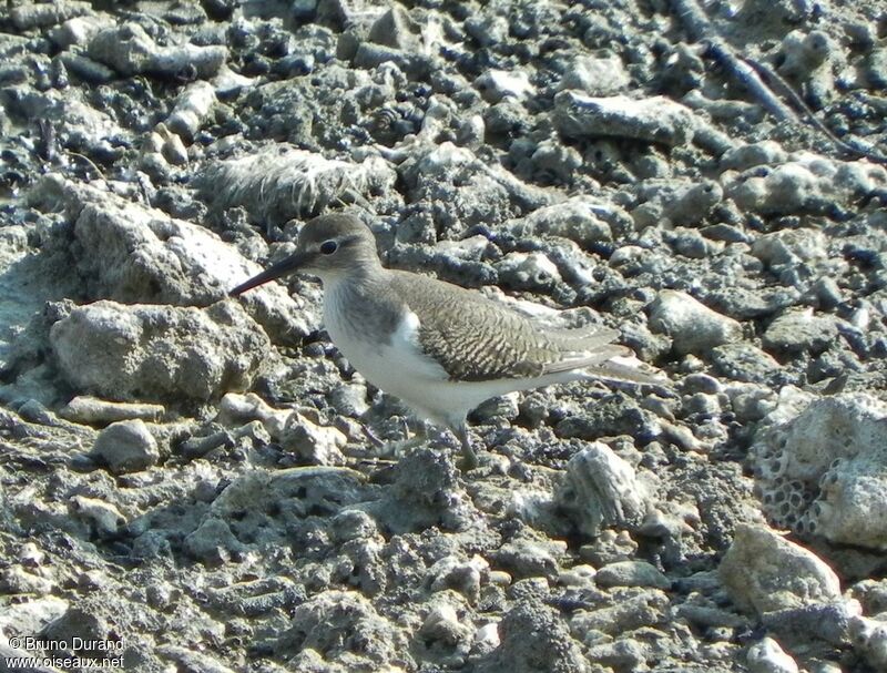 Common Sandpiperadult, identification